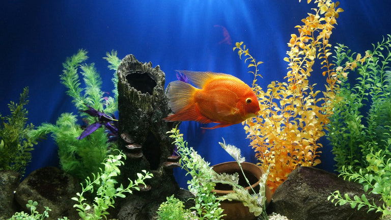 Fish & Aquarium