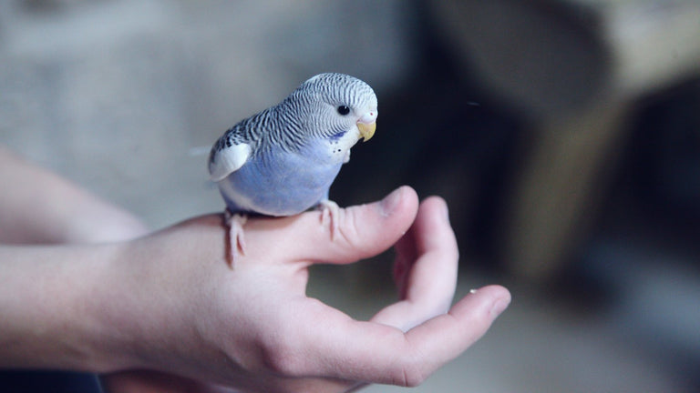 Birds