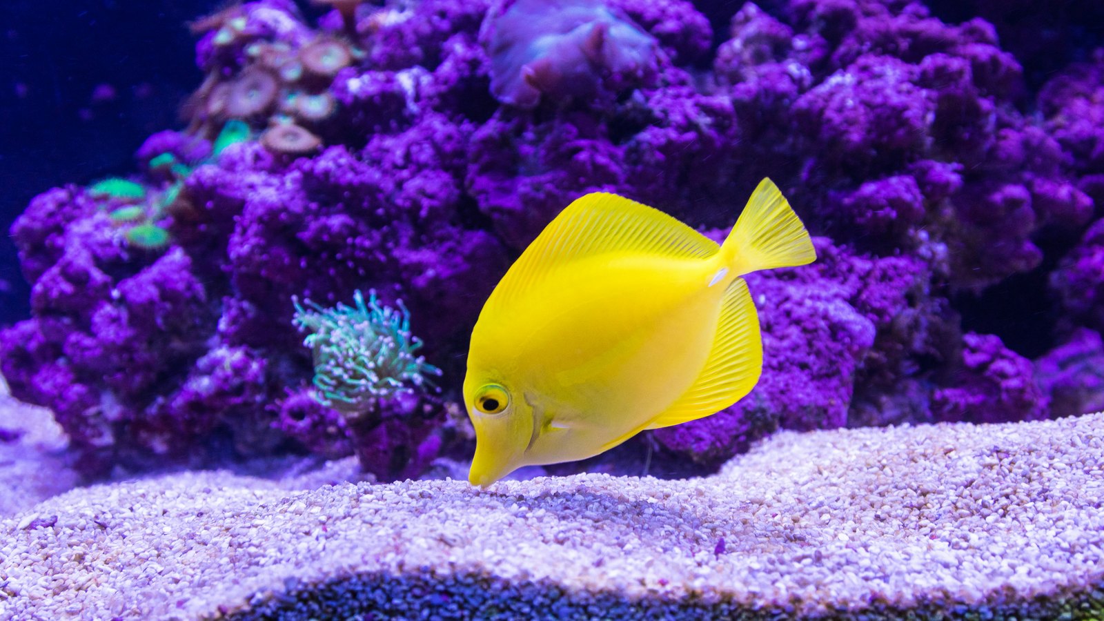 Habitat & Decor