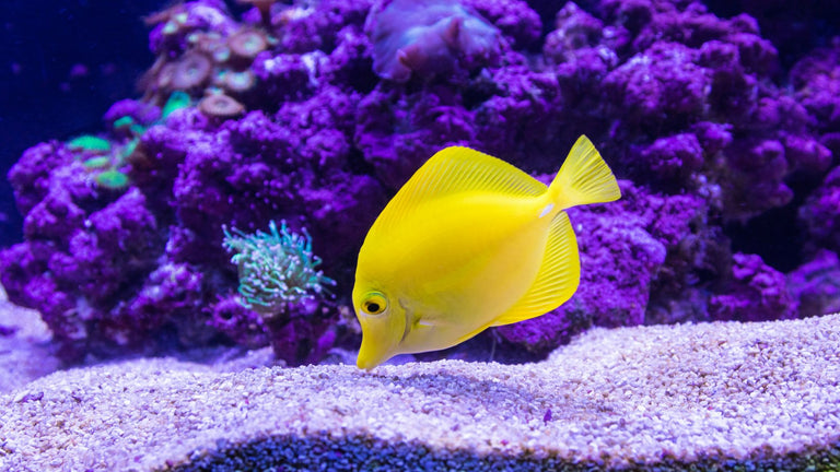 Habitat & Decor