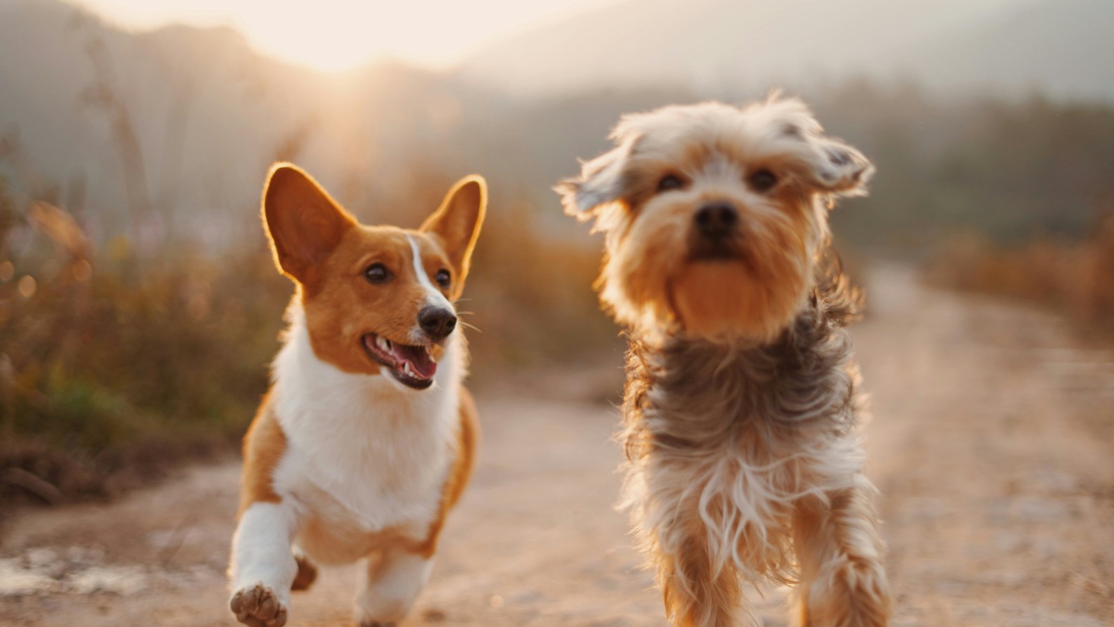 Dogs