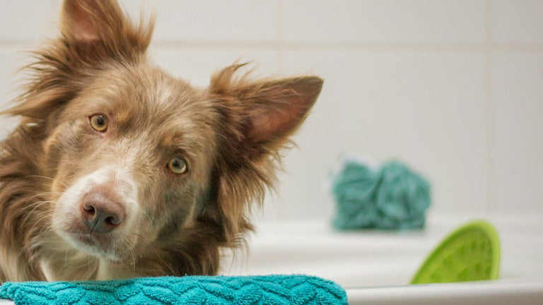 Grooming