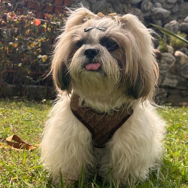 Lulala Puppy Vest Harness and Leash Set Comfort Fit, No Pull, No Choke, Vest Harness with Leash for Puppy and Small Pets (Brown-L)